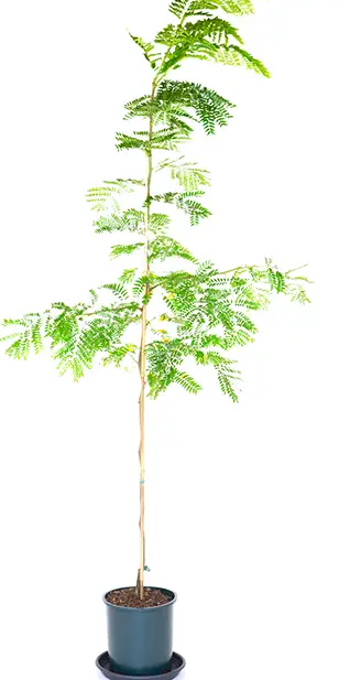 Gleditsia triacanthos f. inermis 'Sunburst' 12Ltr pot