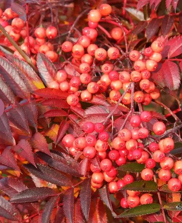 Sorbus 'Eastern Promise' 12ltr Pot