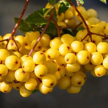 Sorbus 'Joseph Rock' 12ltr Pot