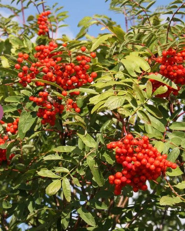 Sorbus aucuparia 12ltr Pot