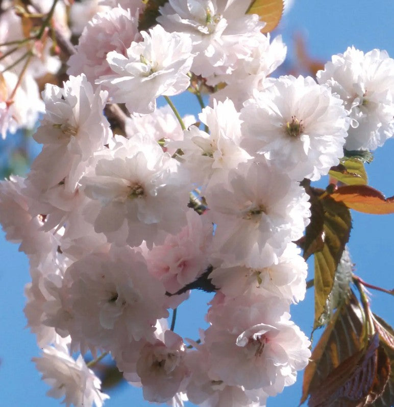 Prunus Spring Snow — 12L Container