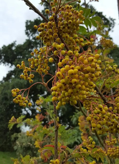 Sorbus Sunshine