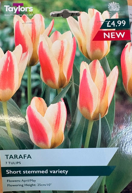 Taylors Bulbs Tulip 'Tarafa'