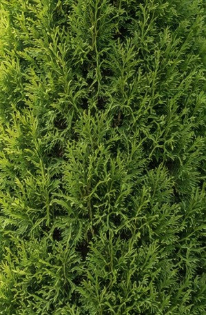 Thuja occi 'Smaragd' (Emerald) 12L