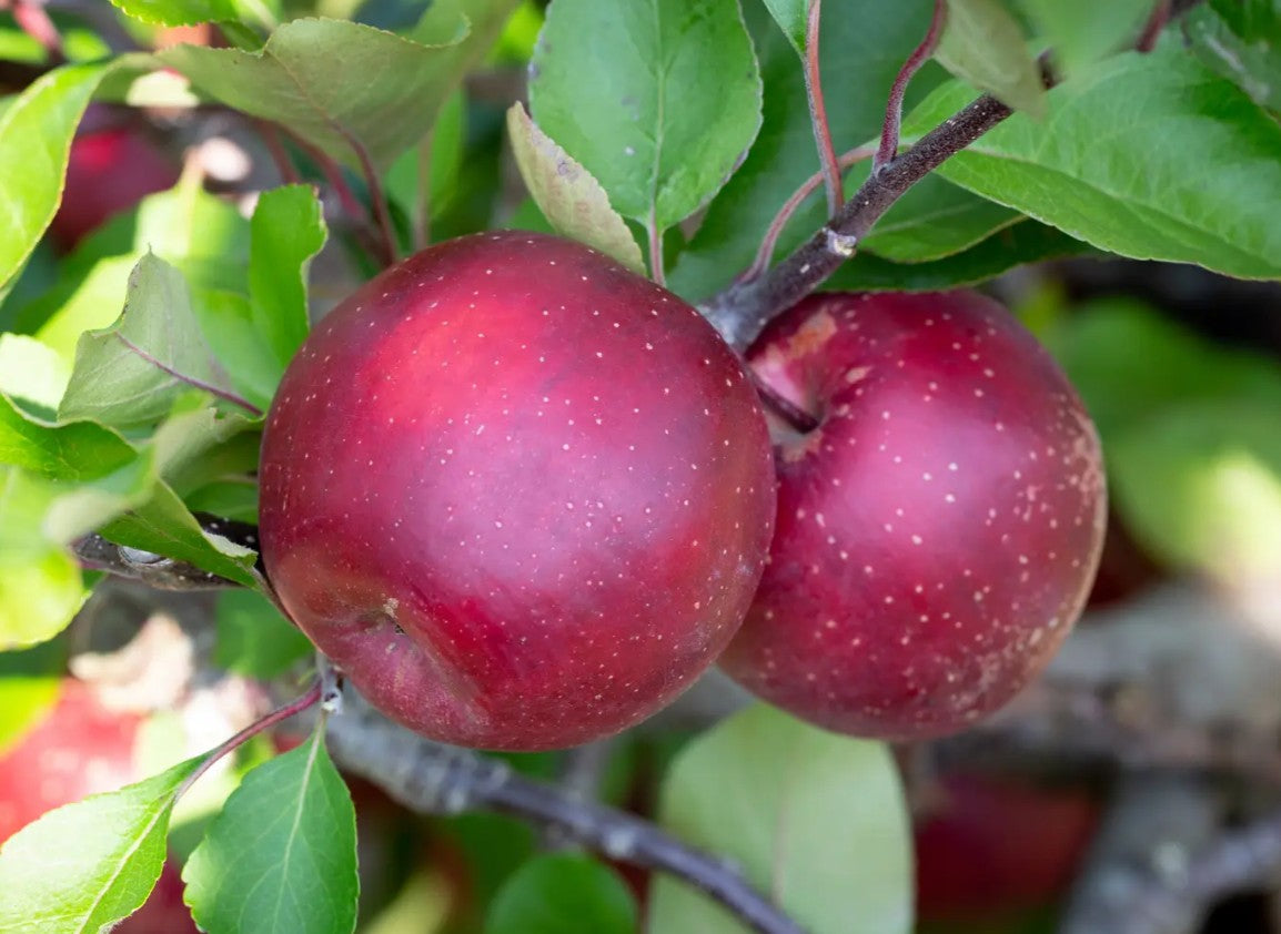 Apple (Malus) TICKLED PINK Baya® Marisa M26
