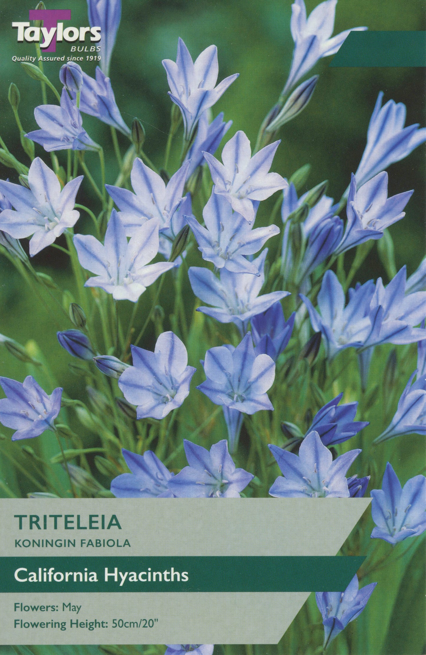 Triteleia Kon Fabiola deep violet-blue star-shaped blooms in loose umbel on slender stems with basal leaves
