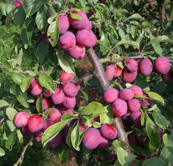 Plum (Prunus) Victoria 12L