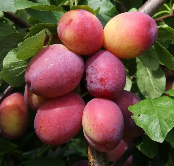 Plum (Prunus) Victoria 12L Half Standard