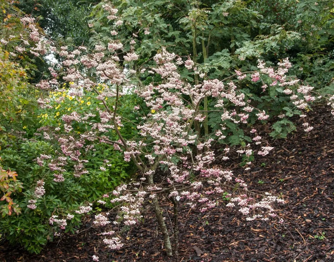 Sorbus vilmorinii