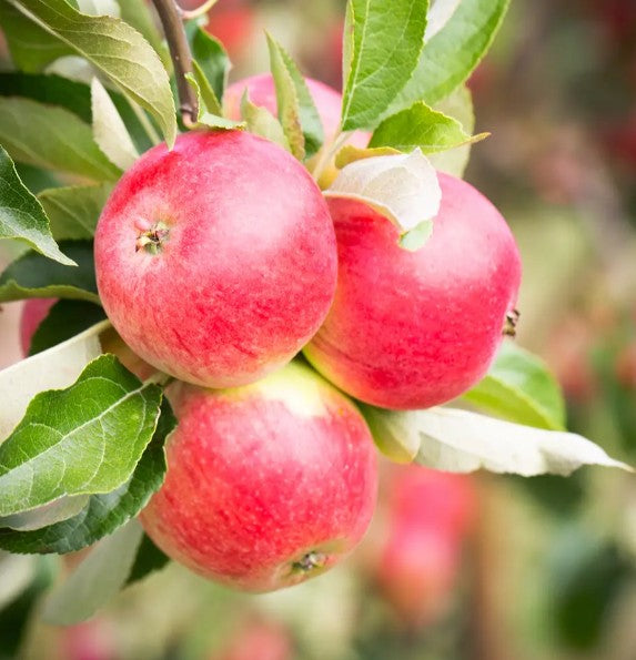 Apple (Malus) Worcester Pearmain M26