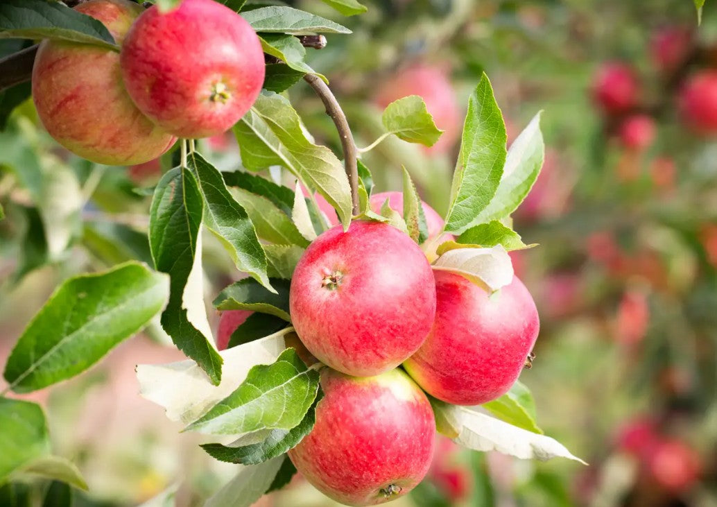 Apple (Malus) Worcester Pearmain MM106