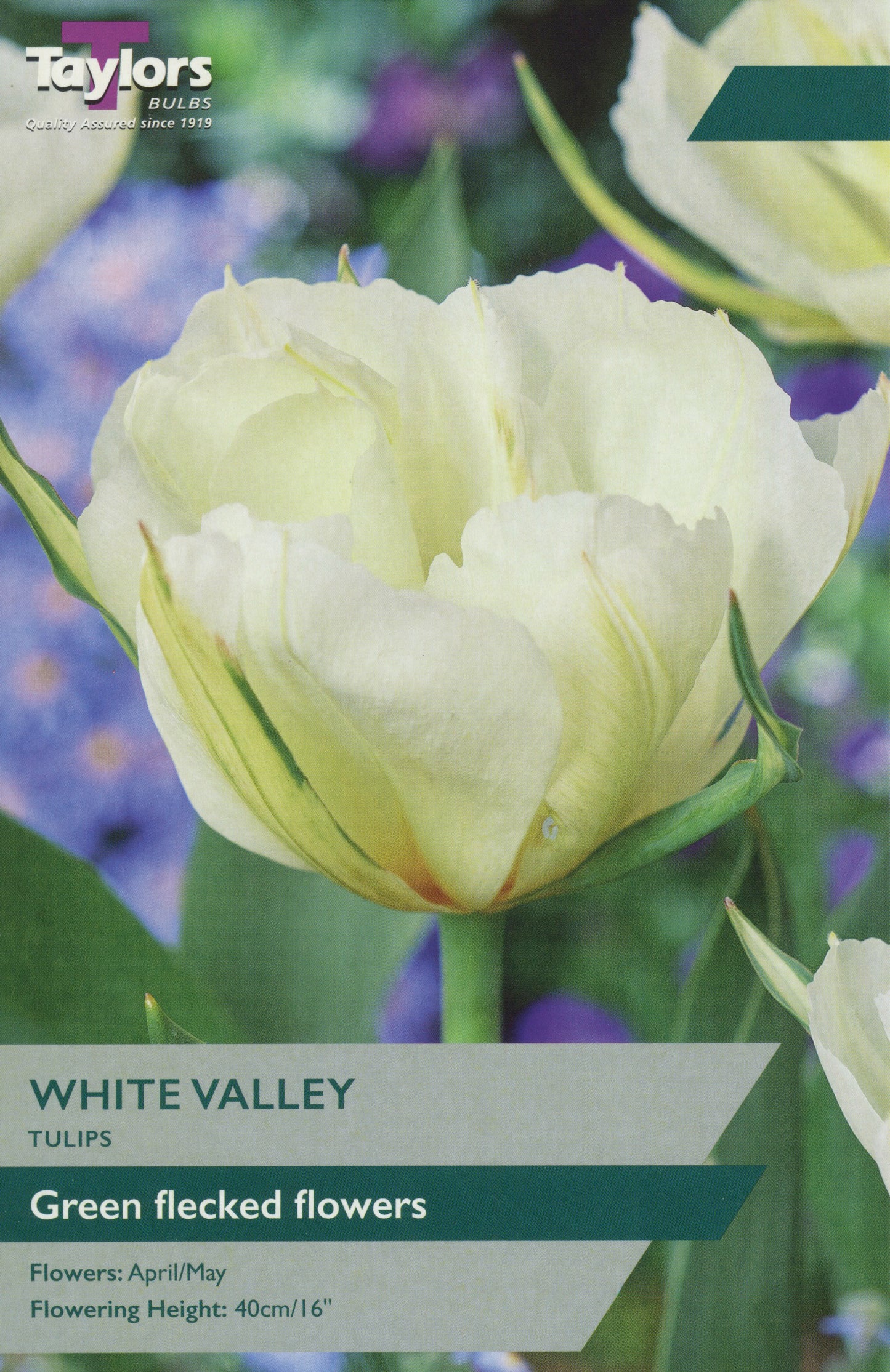 White Valley plant with dense clusters of small white flowers and dark green foliage for cottage gardens