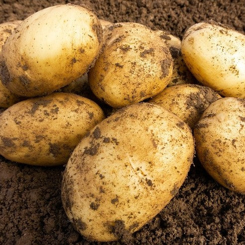Seed Potato Wilja