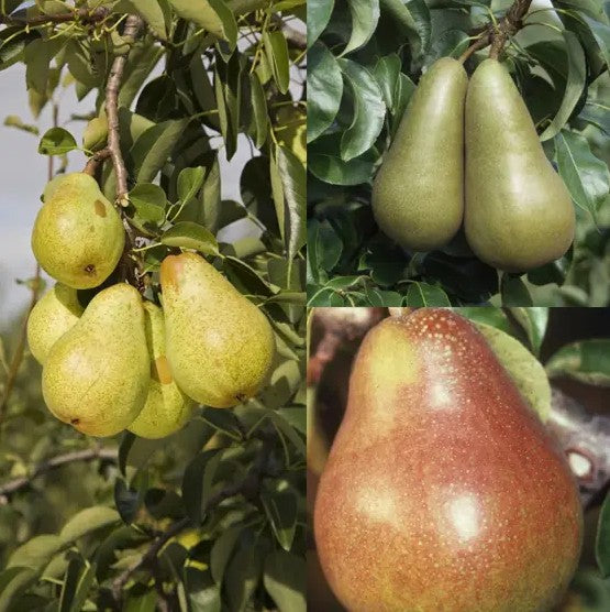 Pear (Pyrus) Conference/Comice/Williams (Family)