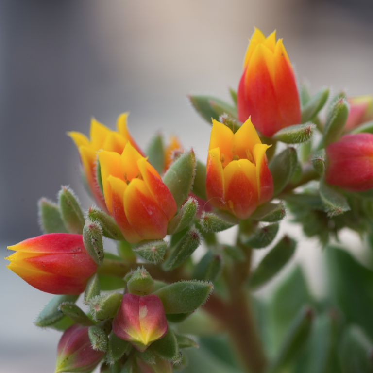 Echeveria setosa 9cm