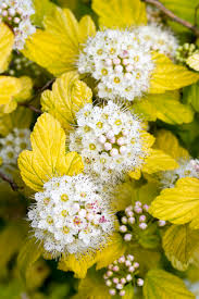 Physocarpus opulifolius 'Lady in Red' 10L