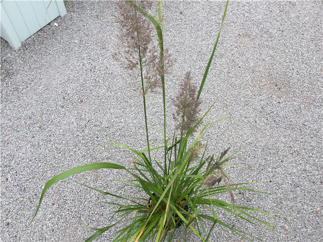 Calamagrostis brachytricha
