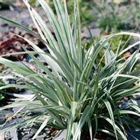Astelia Silver Spear 3ltr