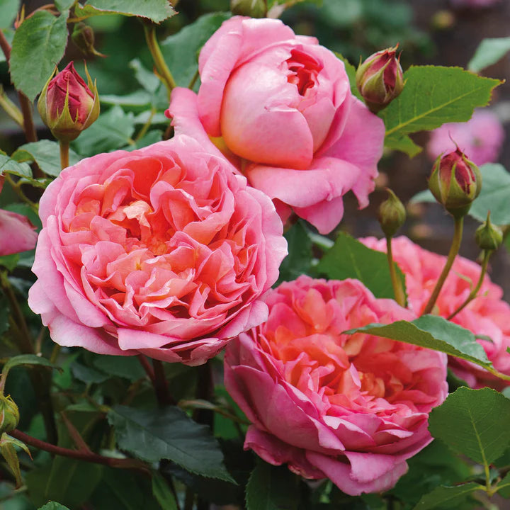 Boscobel rose bush with apricot-pink double blooms and glossy green foliage, English shrub rose