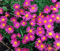 Aster novi-belgii 'Alice Haslam' 3ltr