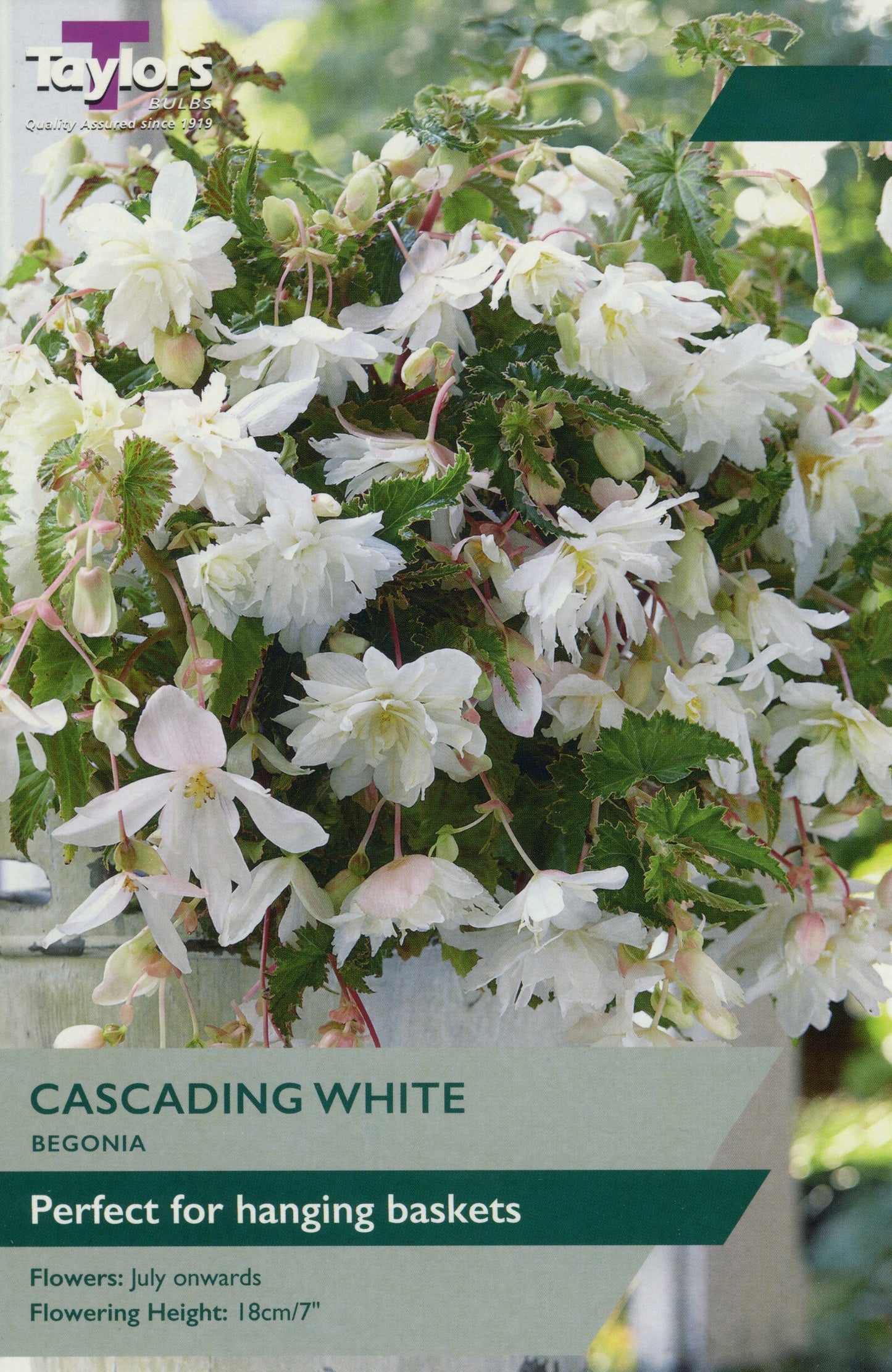 white flowering hanging basket of mixed annuals with trailing petunia and rich green foliage