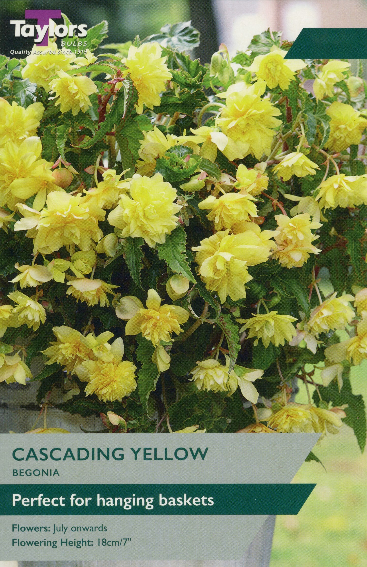 bright yellow garden flowers in clustered heads with glossy green leaves against blurred garden background