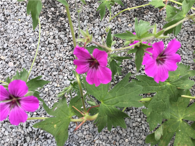 Geranium 'Patricia' 5L