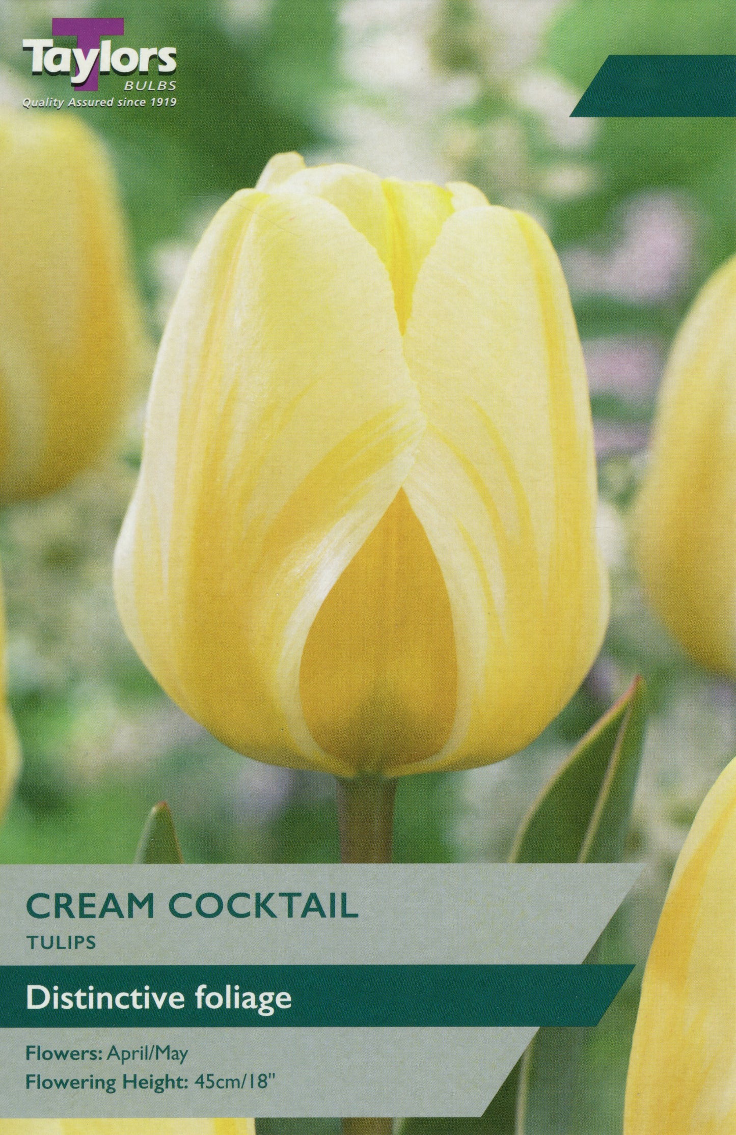 Begonia Cream Cocktail with creamy apricot blooms and glossy green leaves in a terracotta container
