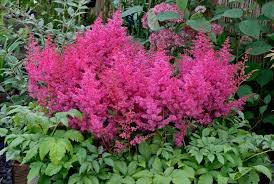 Astilbe Deutschland 2ltr