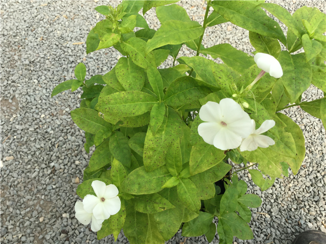 Phlox Adessa White 3L