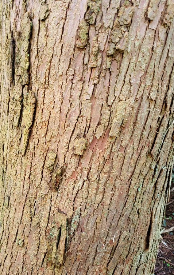 Taxodium distichum