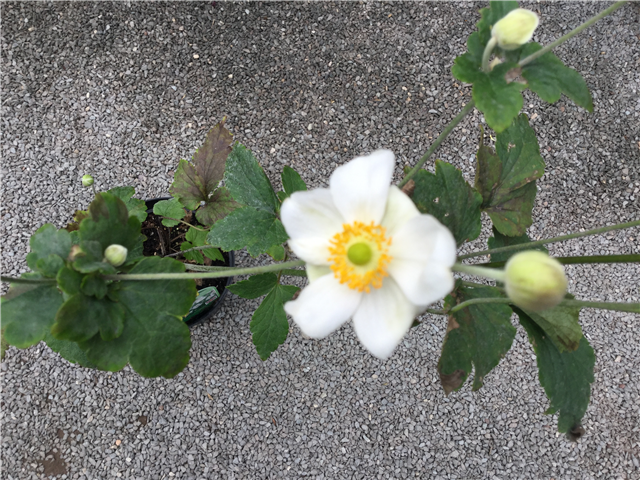 Anemone hybrida Honorine Jobert 3L white single blooms on tall stems in pot at Pengelly Garden Centre Cornwall