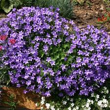 Campanula Clockwise White Bush 13cm