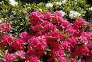 Azalea 3 Ltr