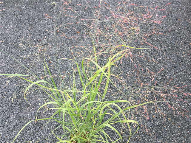 Panicum virgatum 'Heavy Metal' 2ltr