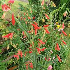 Penstemon 'Jingle Bells' 3ltr
