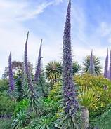 Echium pininnana 1L