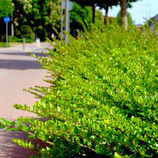 Lonicera ligustina var. yunnanensis 3Ltr