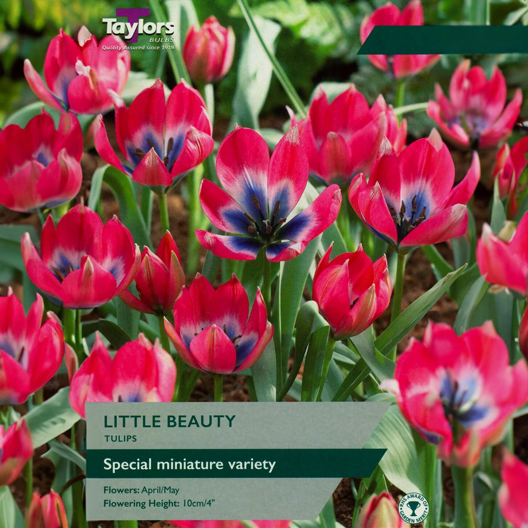 Tulip 'Little Beauty' 15 bulbs