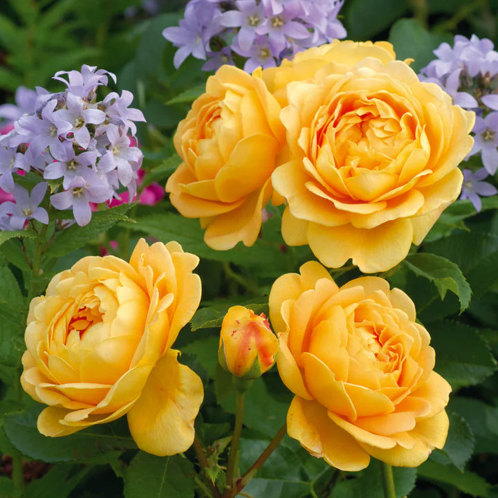 Potted golden variegated foliage plant on wooden bench at garden centre