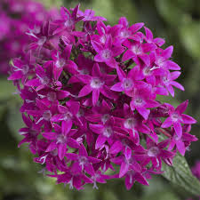 Pentas Violet 1ltr
