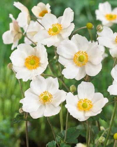 Anemone x hybrida Honorine Jobert 2L