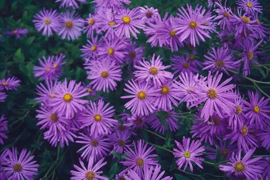 Aster x frikartii Monch 2L