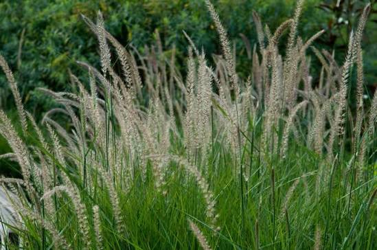 Pennisetum alopecuroides 'Fairy Tails' 26cm pot