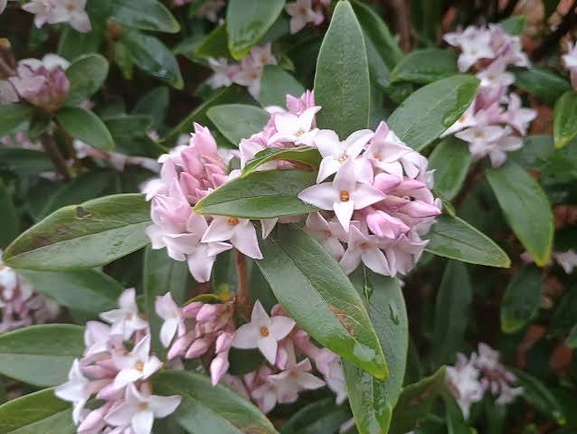 Daphne odora 'Aureomarginata' 2Ltr