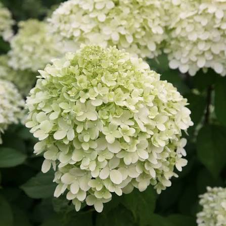 Hydrangea paniculata 'Limelight' 20ltr