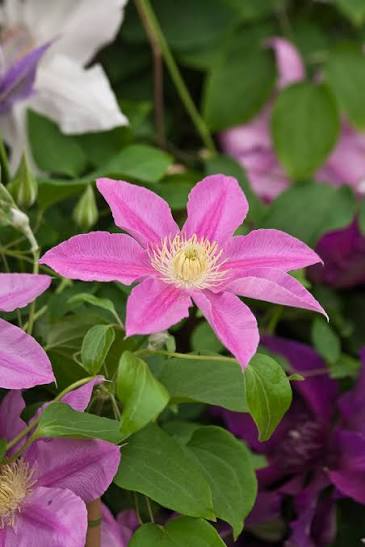 Clematis 'Abilene' 3ltr