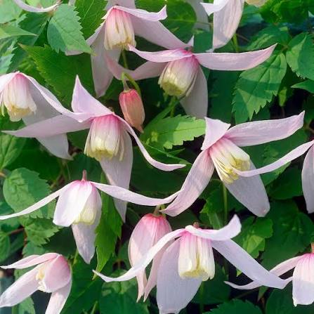 Clematis alpina 'Willy' 3ltr