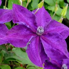 Clematis Amethyst Beauty 3ltr