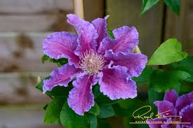 Clematis Baroness Fookes Evi 3ltr